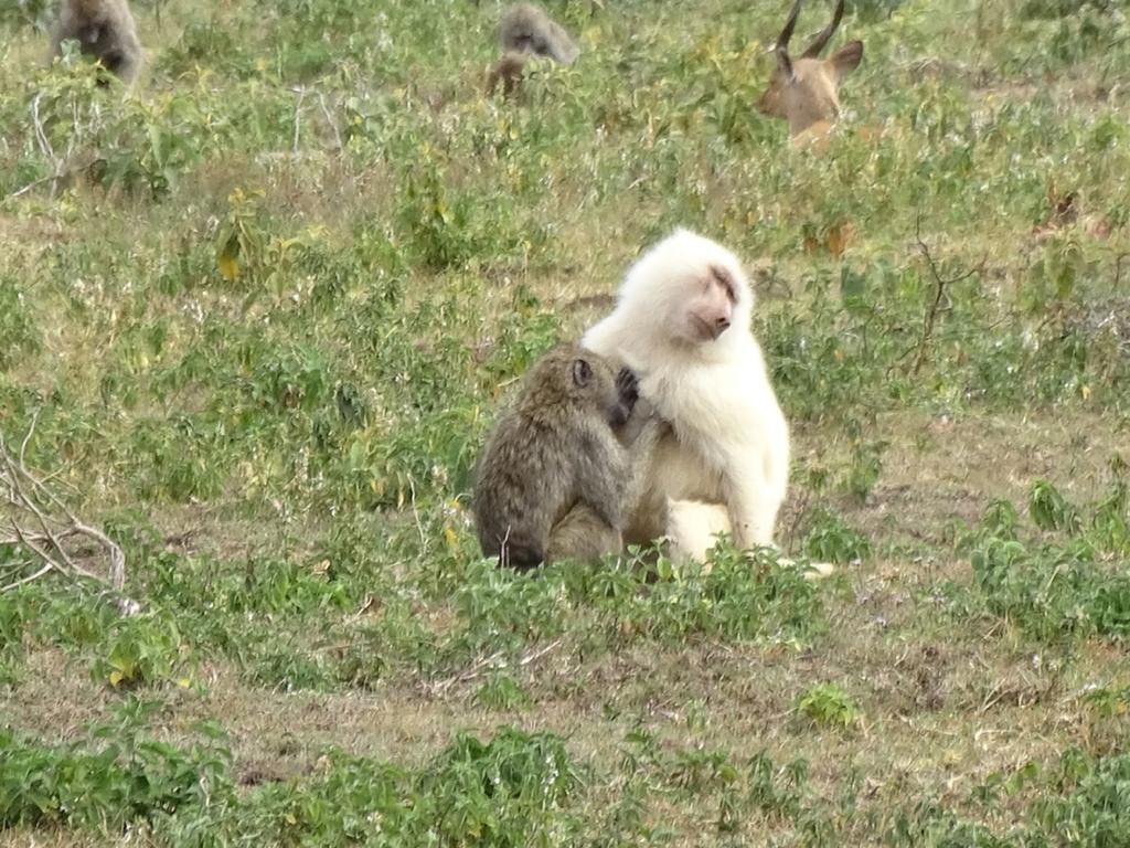 Pale baboon and another baboon together in Arusha National Park